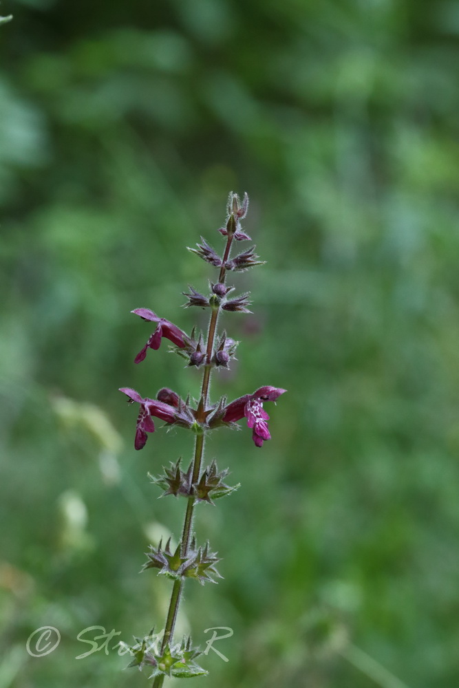 Image of Stachys sylvatica specimen.