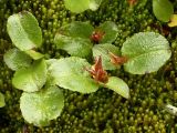 Salix herbacea. Плодоносящее растение (длина листьев - около 1 см, побеги полностью погружены в мох). Окрестности Мурманска, северный склон Лисьей сопки, каменистая россыпь. Конец августа 2008 г.