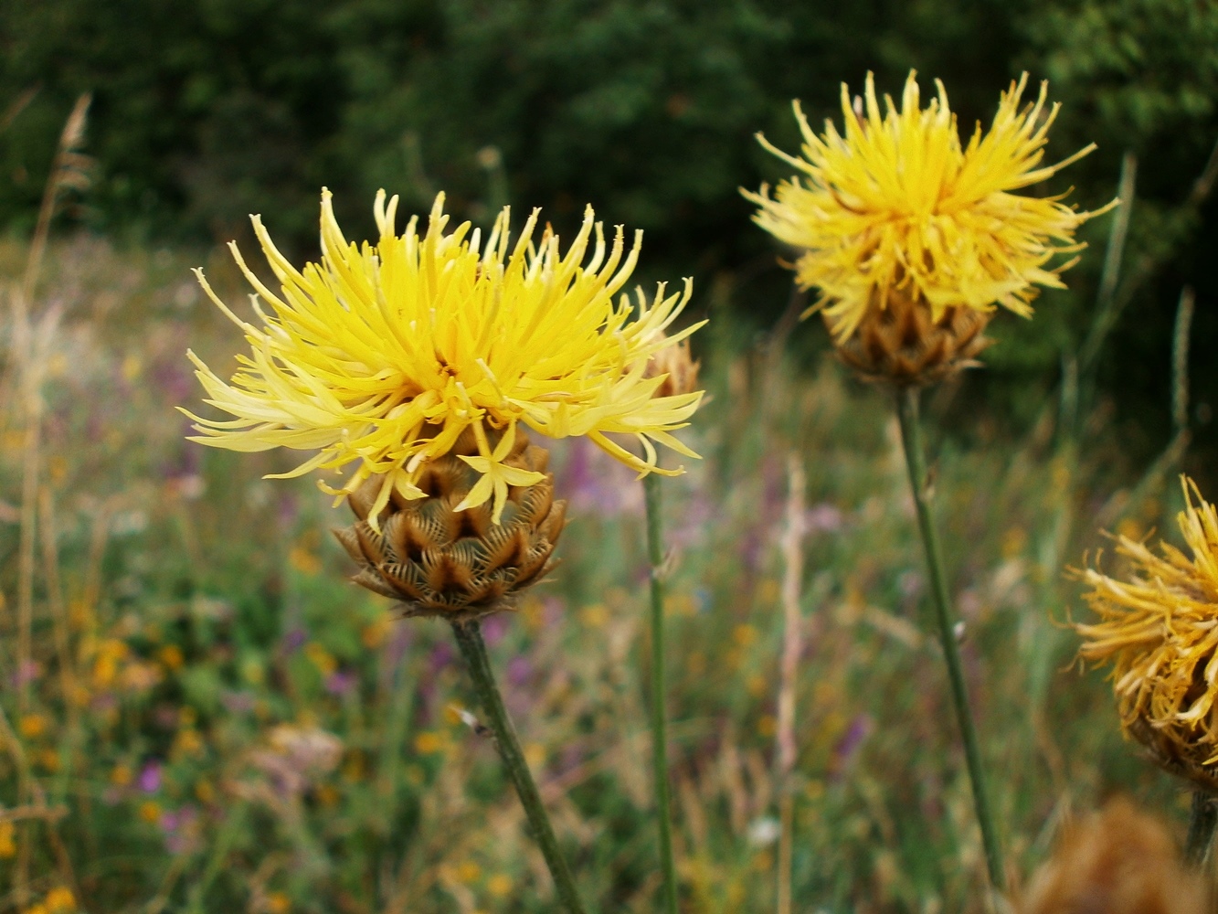 Изображение особи Centaurea orientalis.