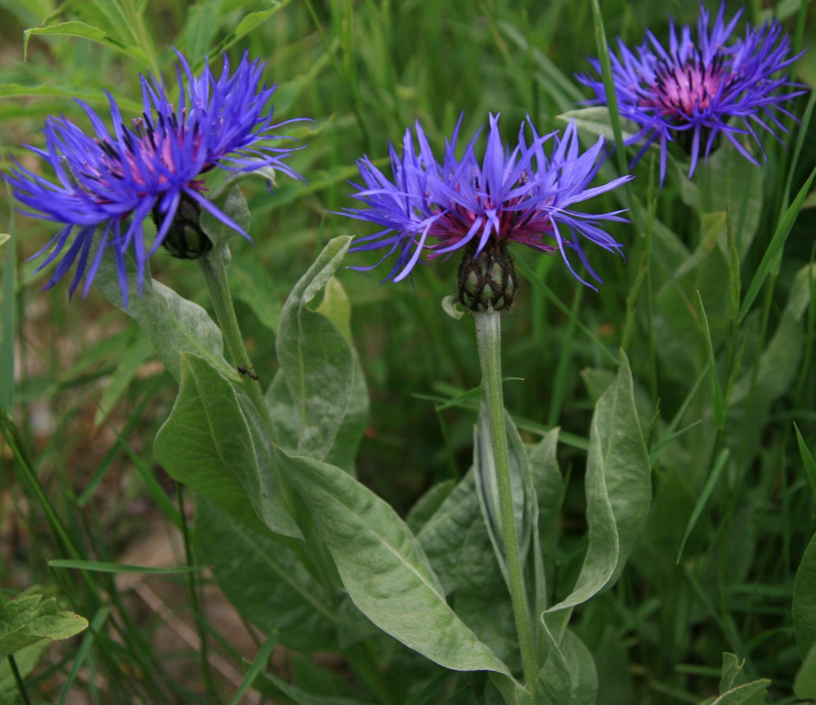 Image of Centaurea nigrofimbria specimen.