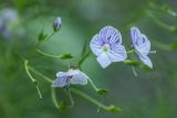 Veronica filifolia