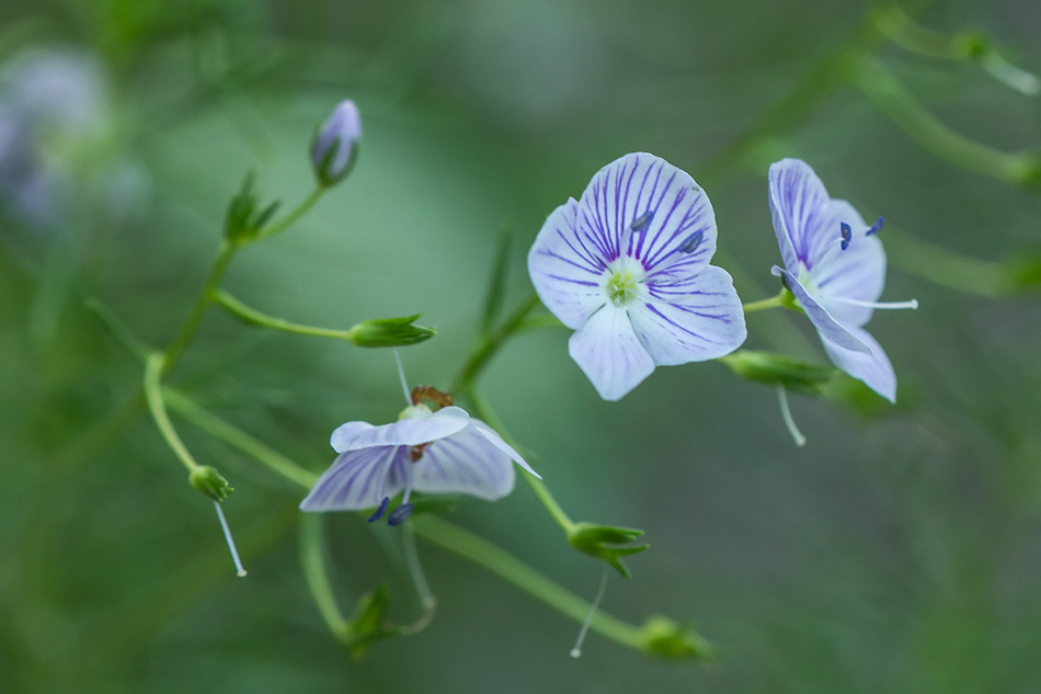 Image of Veronica filifolia specimen.