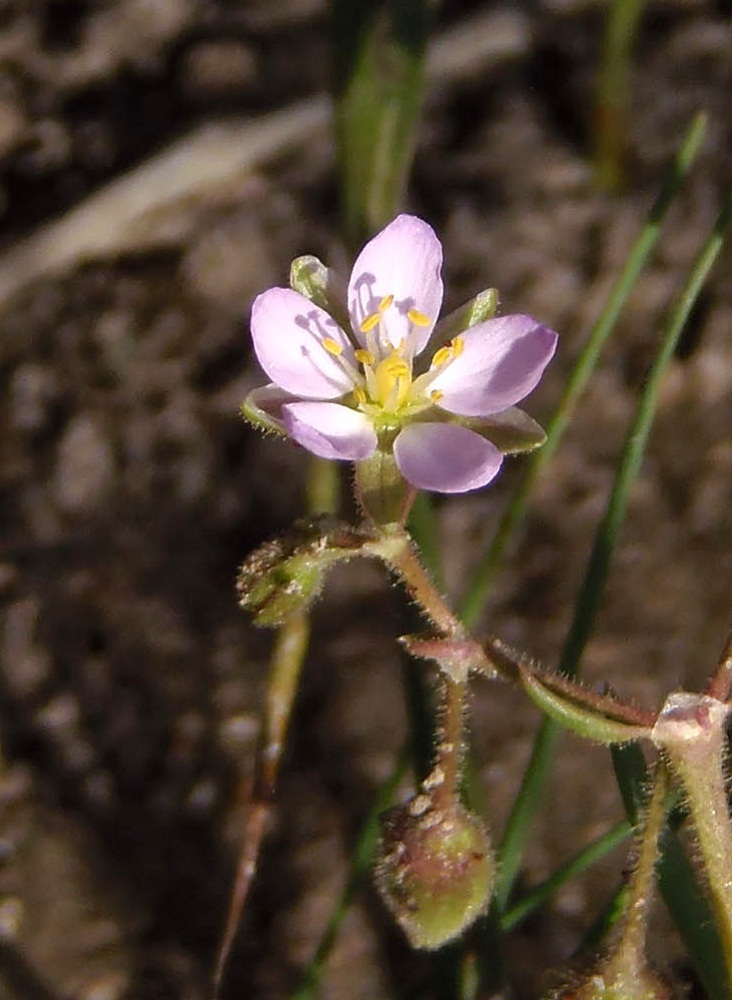 Изображение особи Spergularia rubra.