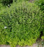 Parietaria officinalis. Цветущее растение. Германия, г. Дюссельдорф, Ботанический сад университета. 03.06.2014.