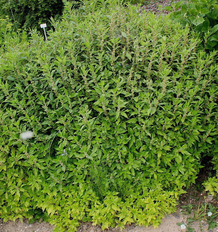 Изображение особи Parietaria officinalis.