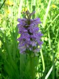 Dactylorhiza baltica