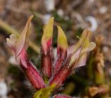 Astragalus berytheus