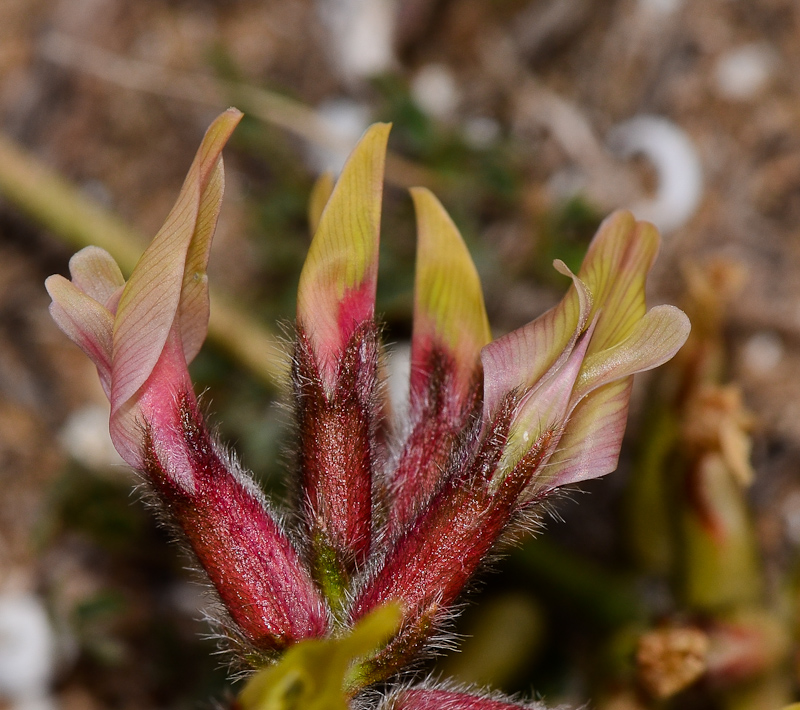 Image of Astragalus berytheus specimen.