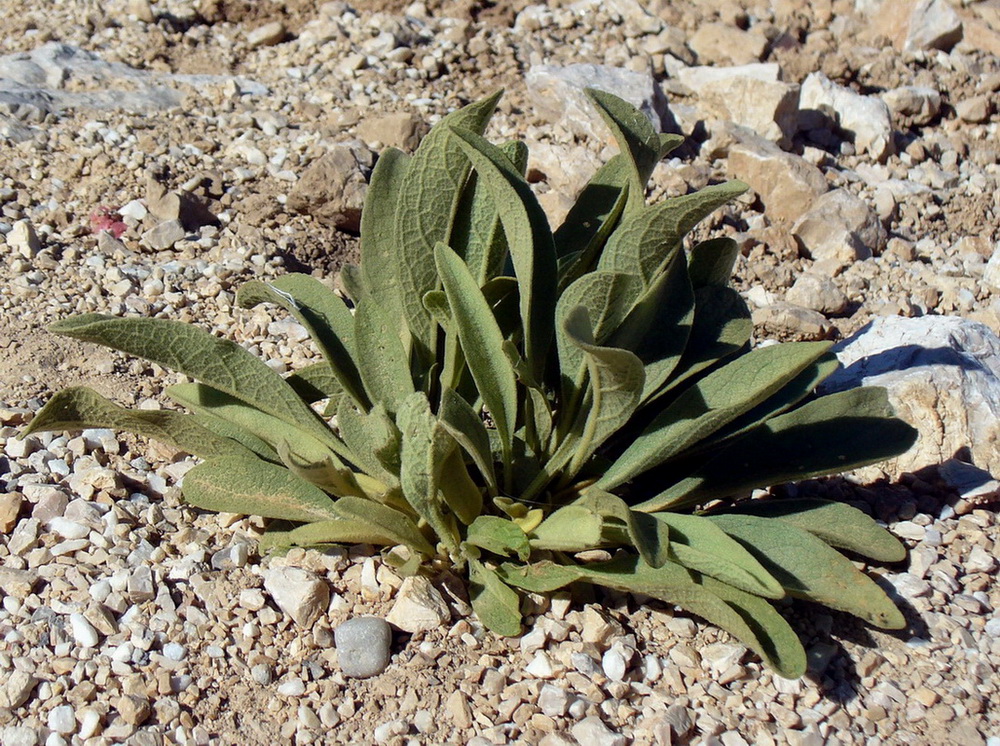 Изображение особи род Verbascum.