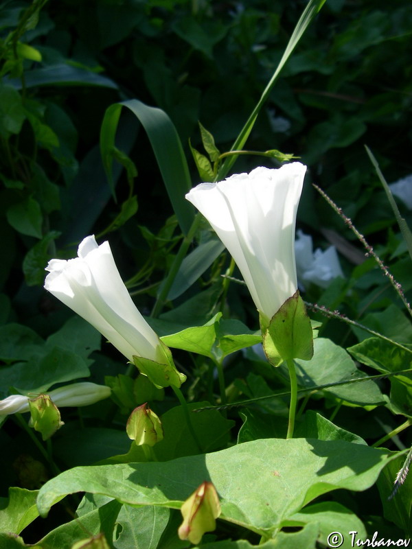 Image of Calystegia sepium specimen.