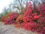 Cotinus coggygria. Разнообразная осенняя окраска листьев растений. Волгоградская обл., Николаевский р-н, г. Николаевск, восточная окраина, лесопосадка \"Соснушки\". 27.09.2014.