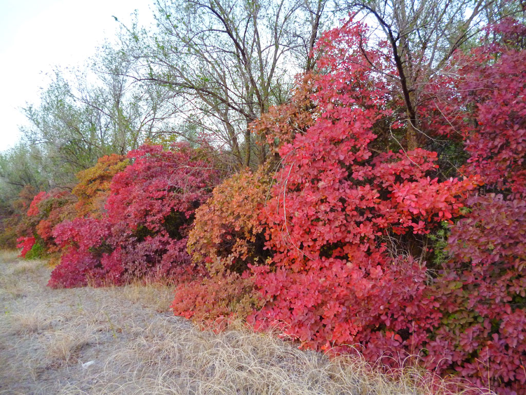 Изображение особи Cotinus coggygria.