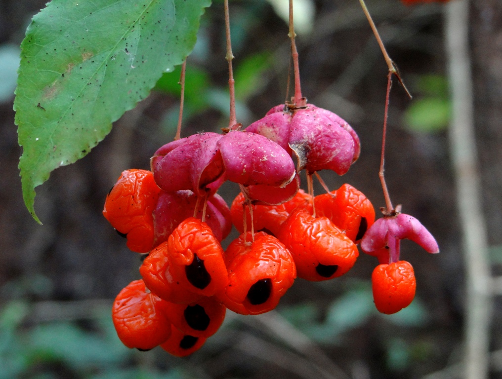 Изображение особи Euonymus verrucosus.