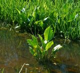 Alisma plantago-aquatica. Бутонизирующие растения. Московская обл., Раменский р-н, окр. ж.-д. платформы Хрипань, просека под ЛЭП, колея залитой водой дороги. 01.06.2014.