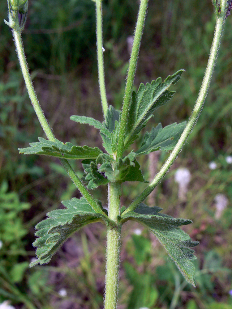 Image of Veronica teucrium specimen.