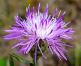 Centaurea stoebe. Соцветие. Республика Татарстан, Бавлинский р-н. 30.07.2009.