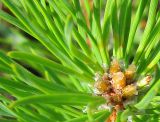 Pinus sylvestris