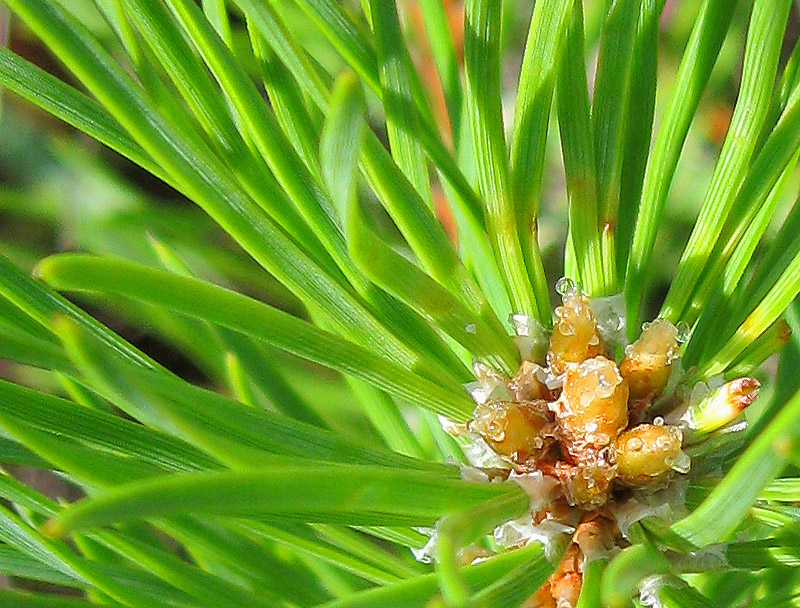 Изображение особи Pinus sylvestris.