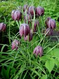 Fritillaria meleagris