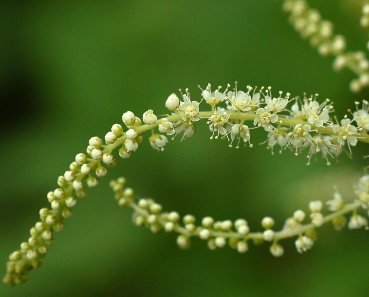 Image of Aruncus dioicus specimen.