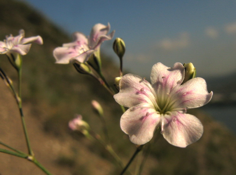 Image of Gypsophila patrinii specimen.