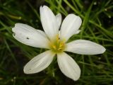 Zephyranthes candida