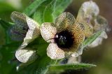 Hyoscyamus niger