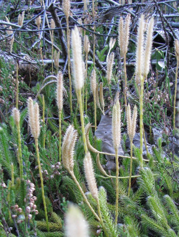Image of Lycopodium clavatum specimen.