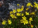 Saxifraga hirculus