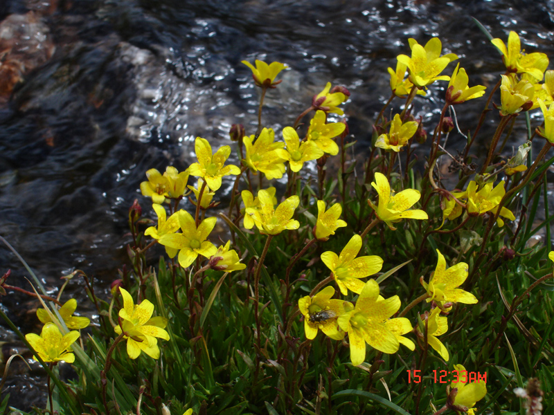 Изображение особи Saxifraga hirculus.