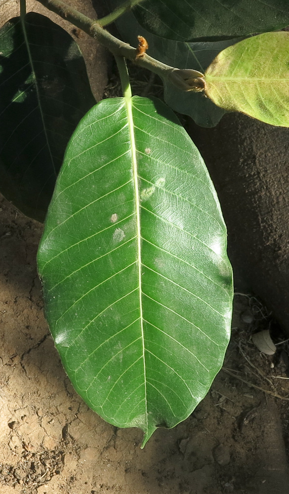 Image of Ficus saussureana specimen.