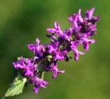 Betonica officinalis. Верхушка соцветия. Московская обл., Раменский р-н, окр. ж.-д. платформы Хрипань, просека под ЛЭП. 08.07.2015.