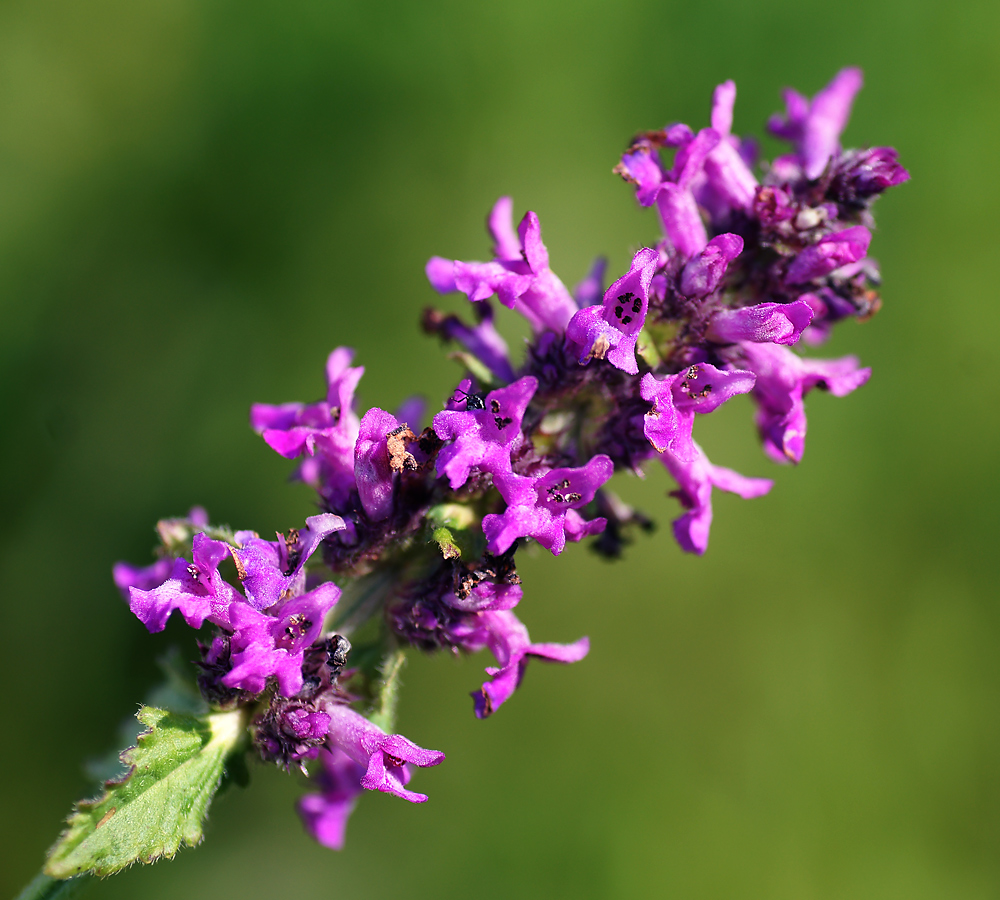 Изображение особи Betonica officinalis.