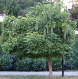 Catalpa ovata