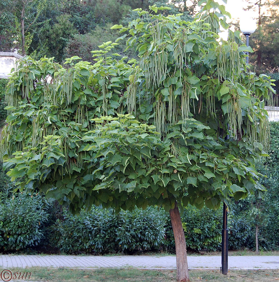 Image of Catalpa ovata specimen.