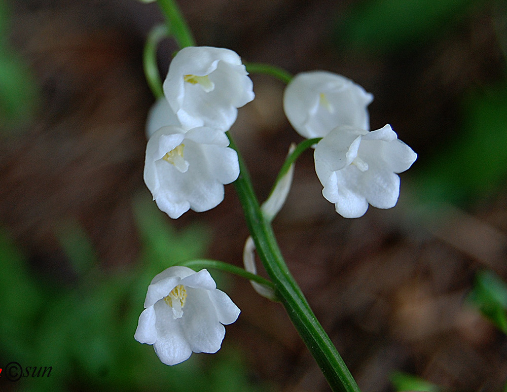 Изображение особи Convallaria majalis.