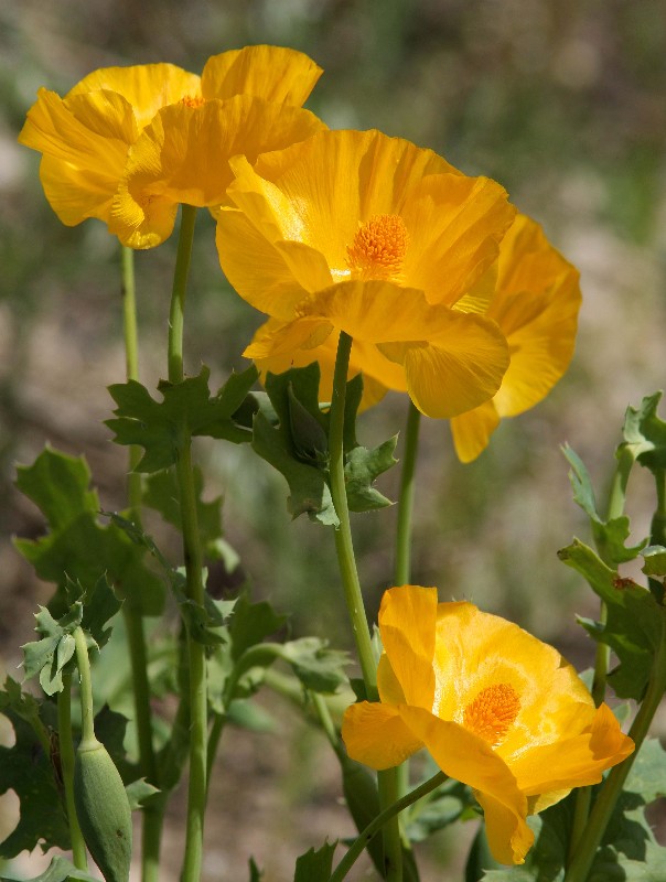 Image of Glaucium fimbrilligerum specimen.