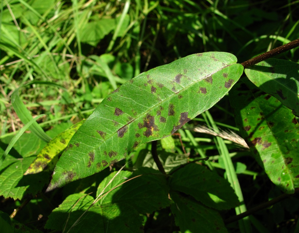 Image of Periploca graeca specimen.