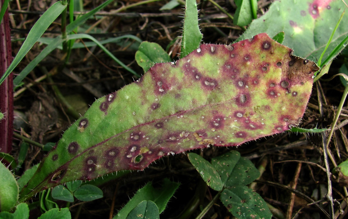 Изображение особи Helminthotheca echioides.