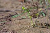 Ranunculus sceleratus