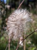 Cirsium heterophyllum. Соплодие. Ленинградская обл., Всеволожский р-н, окр. пос. Медовое, сырой мелколиственный лес. 24.08.2015.