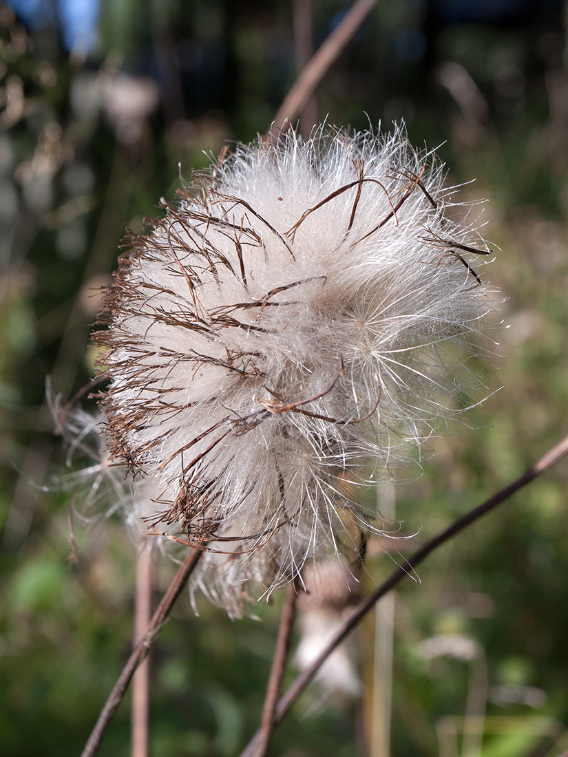 Image of Cirsium heterophyllum specimen.