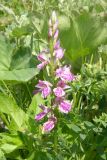 Dactylorhiza iberica