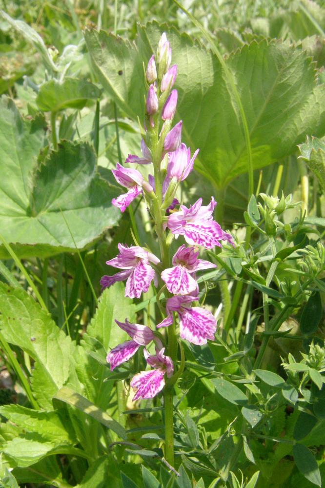 Image of Dactylorhiza iberica specimen.
