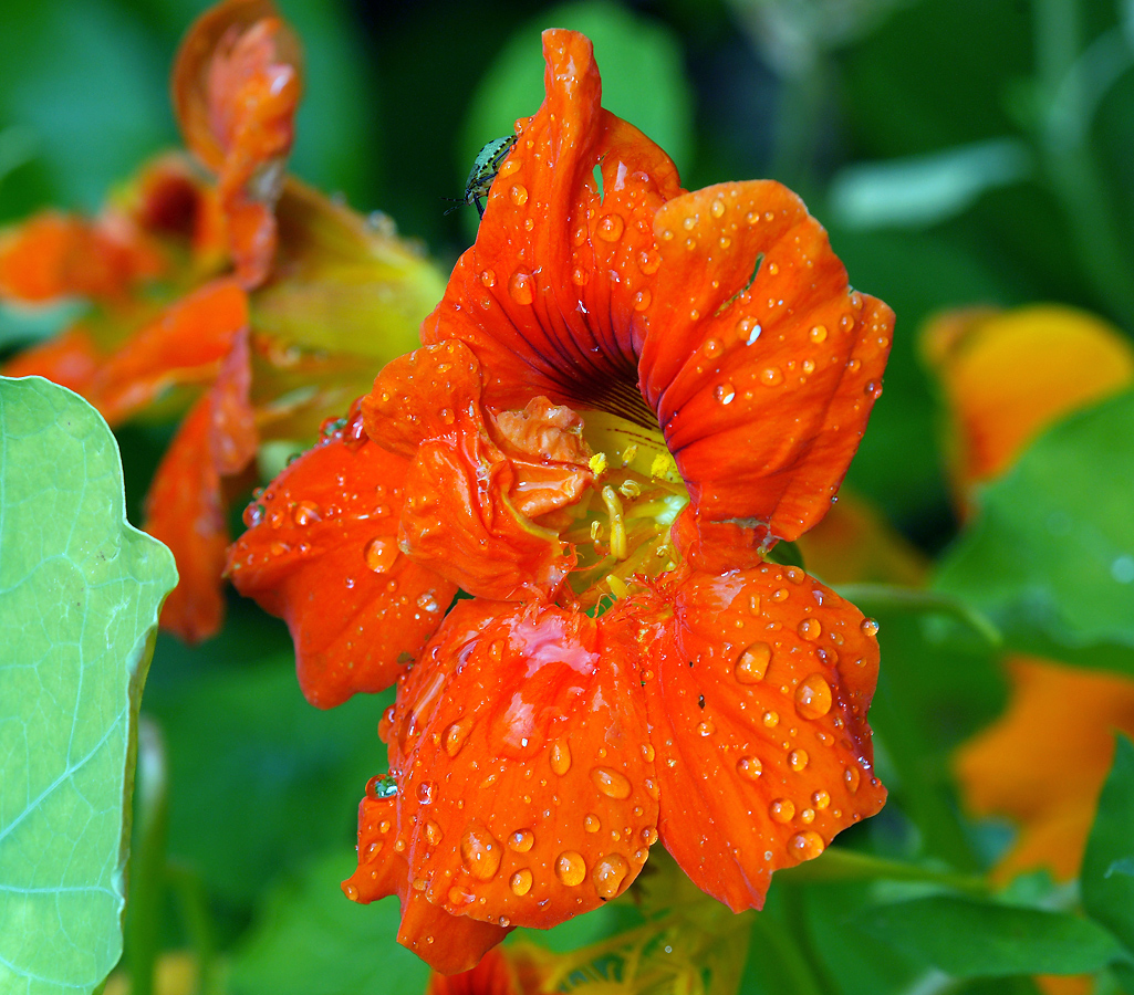 Изображение особи Tropaeolum majus.