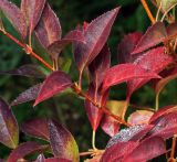 genus Forsythia