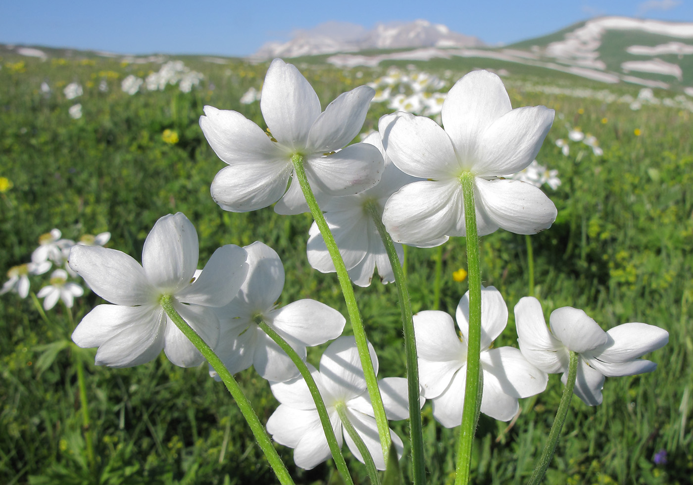 Изображение особи Anemonastrum fasciculatum.