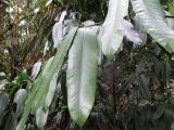 Garcinia xanthochymus. Листья. Австралия, г. Брисбен, ботанический сад. 12.09.2015.
