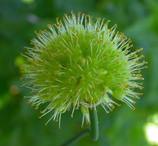 Image of Allium obliquum specimen.