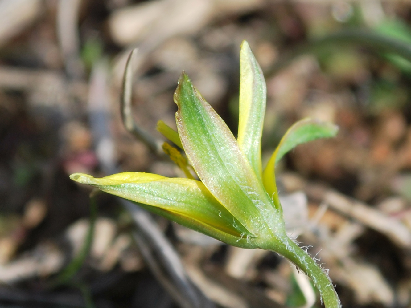 Изображение особи Gagea capusii.